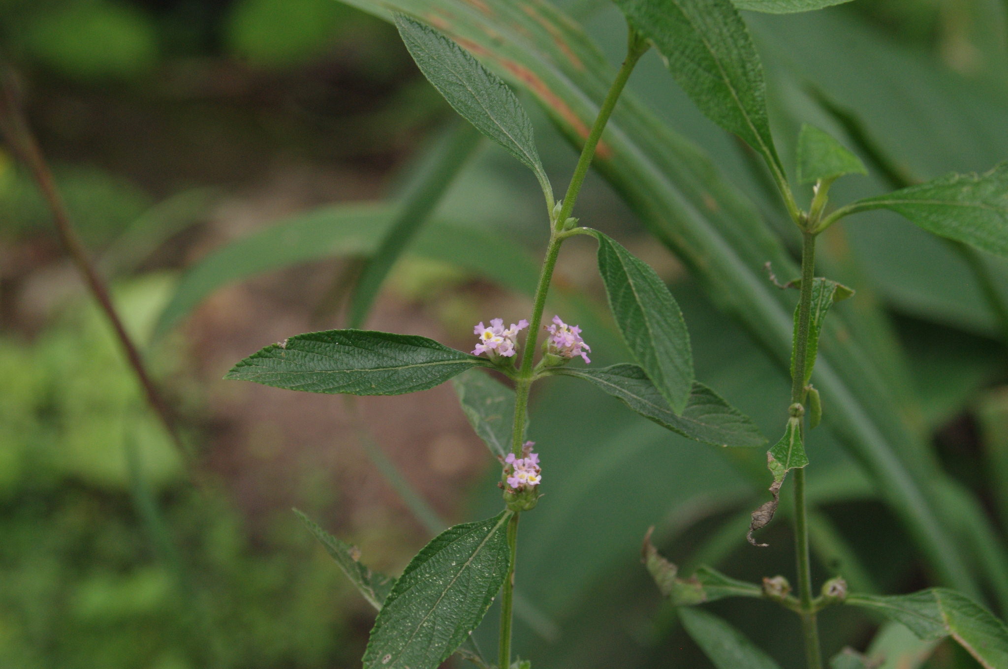 Lippia alba